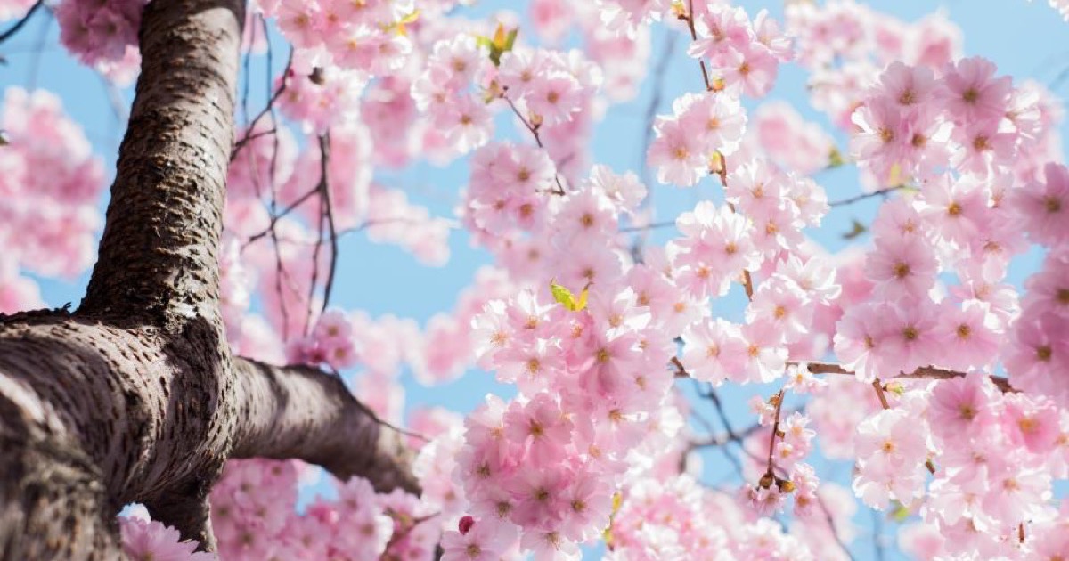 Lyserøde forårsblomster på et blomstrende træ
