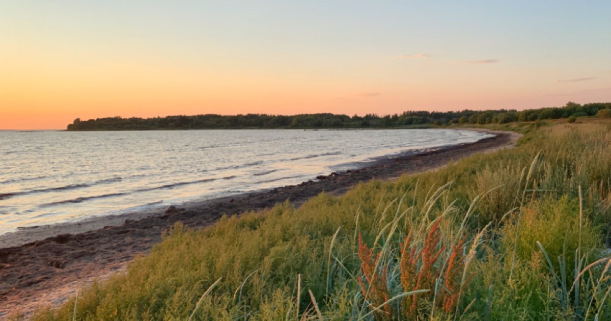 Blæst over kysten med vind i strandgræsset